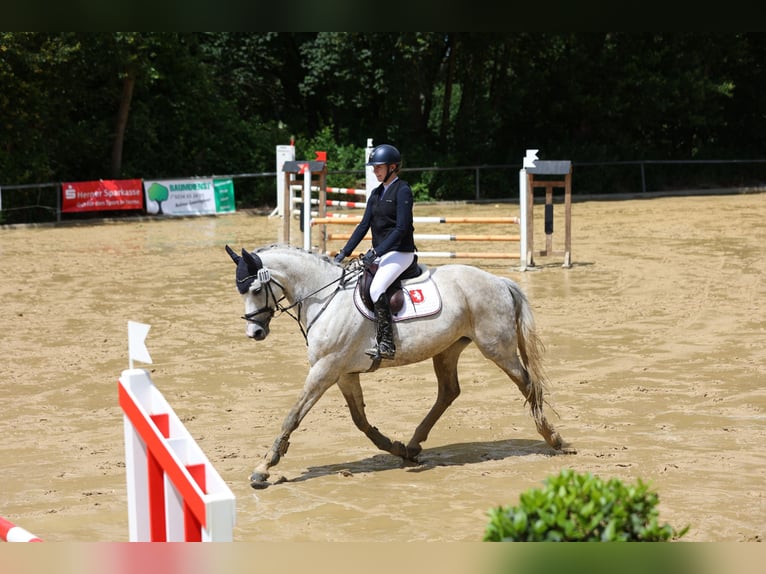 Hannover Giumenta 10 Anni 167 cm Grigio in Dortmund