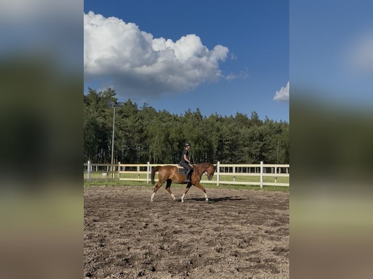 Hannover Giumenta 10 Anni 167 cm Sauro in Kiszewo