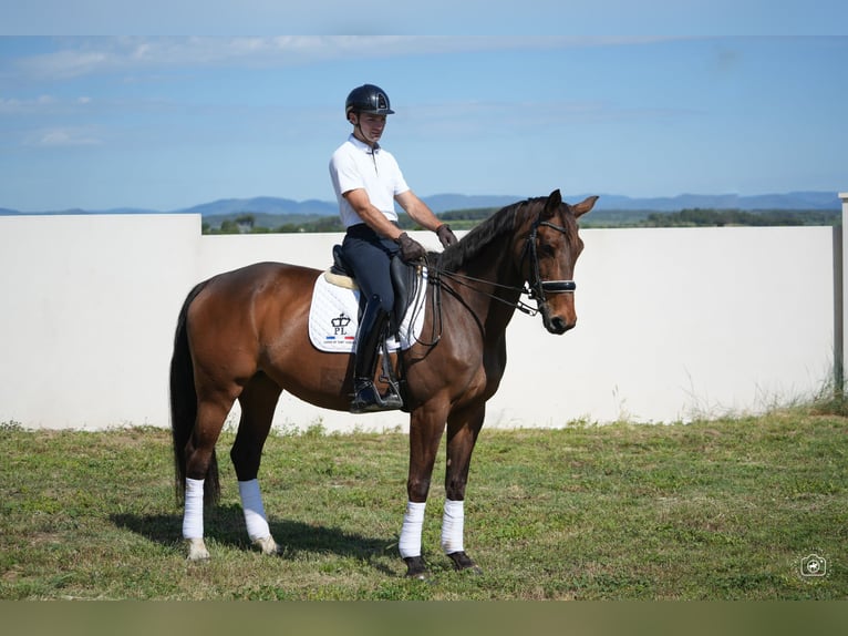 Hannover Giumenta 10 Anni 168 cm Baio in Herault