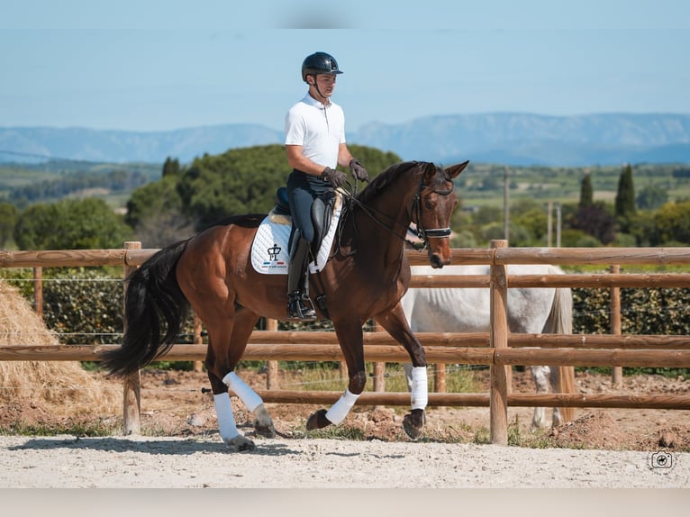 Hannover Giumenta 10 Anni 168 cm Baio in Herault