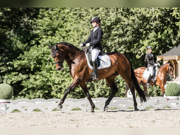 Hannover Giumenta 10 Anni 168 cm Baio in Perchtoldsdorf