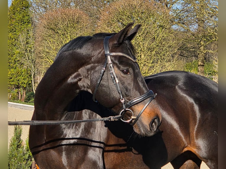 Hannover Giumenta 10 Anni 168 cm Baio nero in Loxstedt