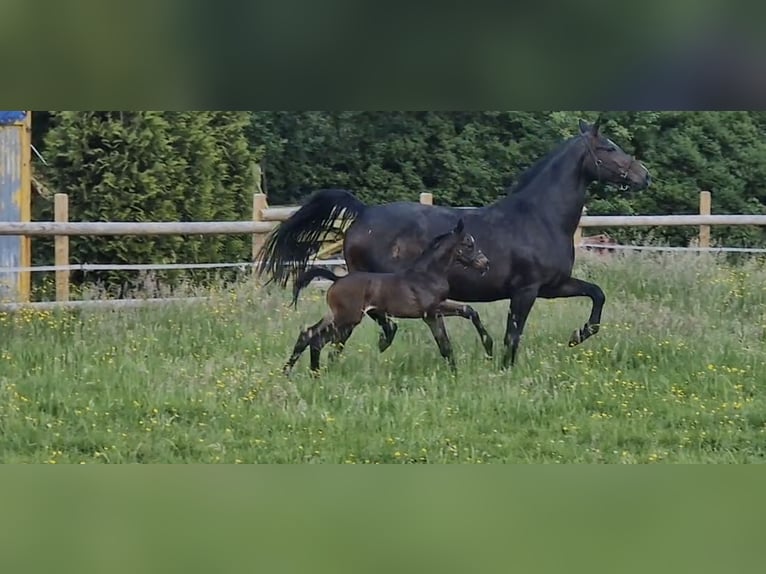 Hannover Giumenta 10 Anni 168 cm Baio nero in Rehburg-Loccum Münchehagen