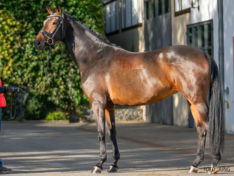 Hannover Giumenta 10 Anni 168 cm Baio scuro in Verden