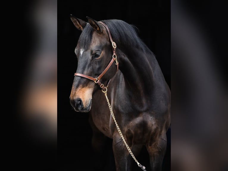 Hannover Giumenta 10 Anni 168 cm Baio scuro in DUSZNIKI