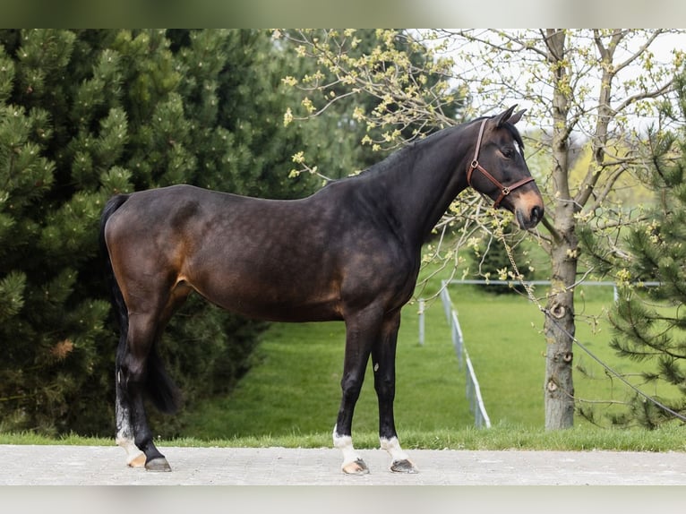 Hannover Giumenta 10 Anni 168 cm Baio scuro in DUSZNIKI