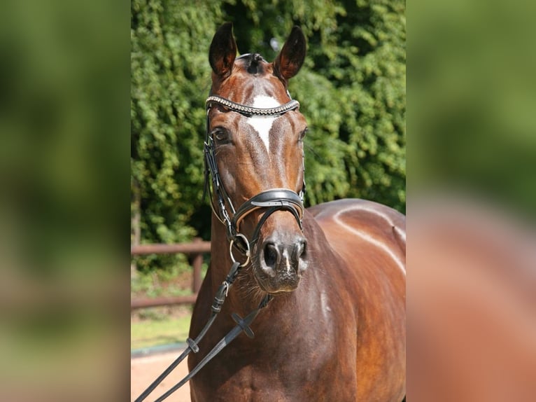 Hannover Giumenta 10 Anni 168 cm Baio scuro in Erkelenz