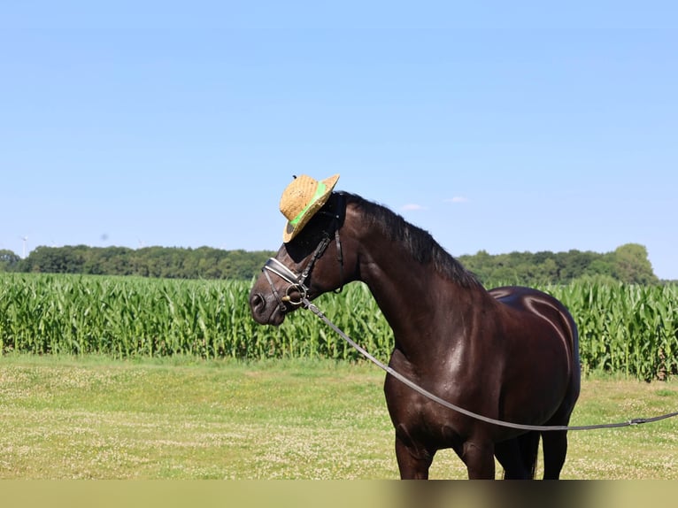 Hannover Giumenta 10 Anni 168 cm Morello in Haftenkamp