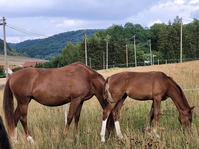 Hannover Giumenta 10 Anni 168 cm Sauro scuro in Lengenfeld unterm Stein