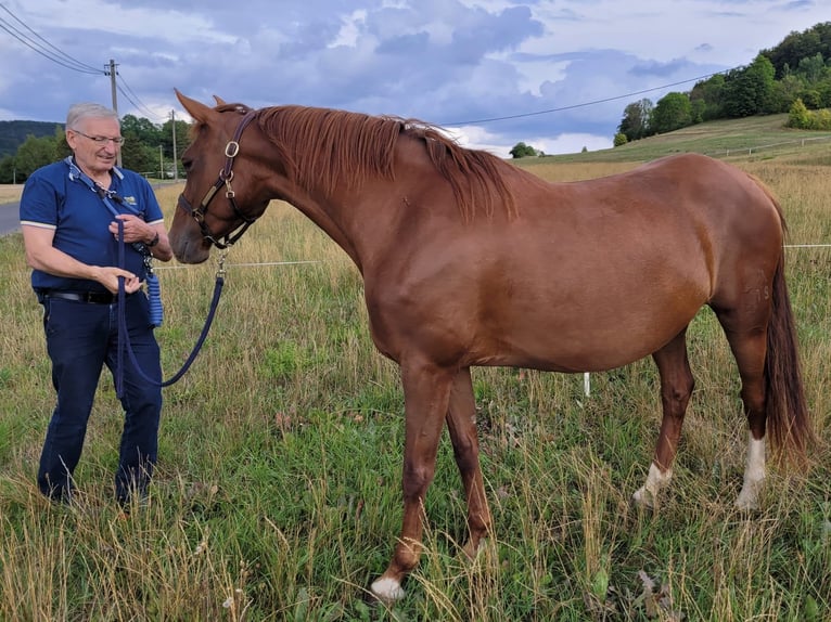 Hannover Giumenta 10 Anni 168 cm Sauro scuro in Lengenfeld unterm Stein