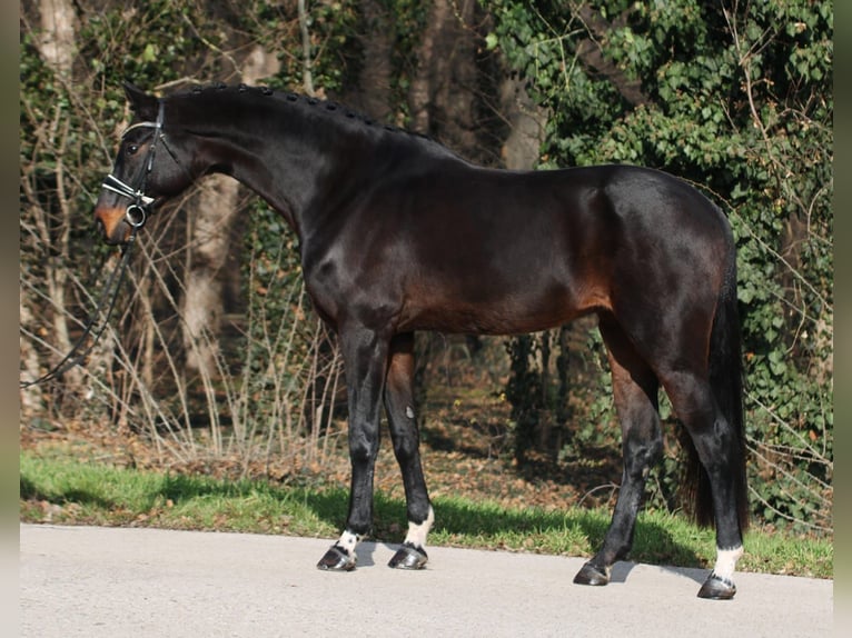 Hannover Giumenta 10 Anni 169 cm Baio in Békésszentandrás