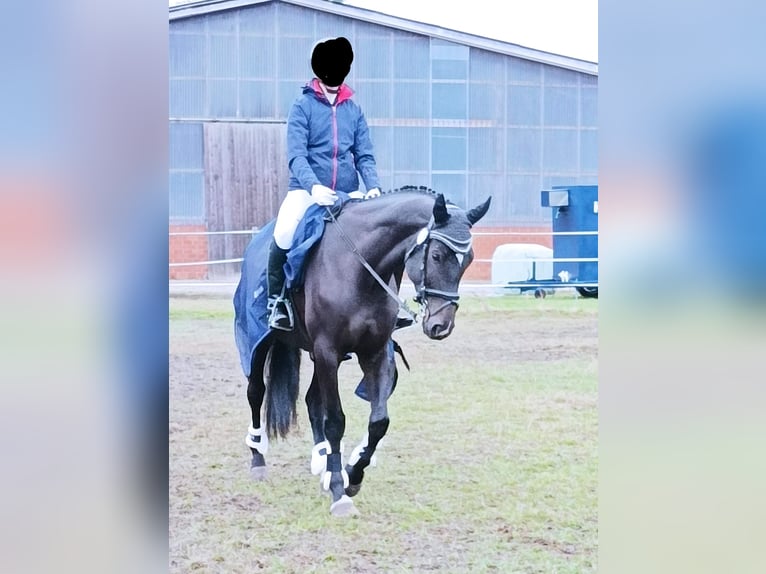 Hannover Giumenta 10 Anni 169 cm Baio scuro in Bawinkel