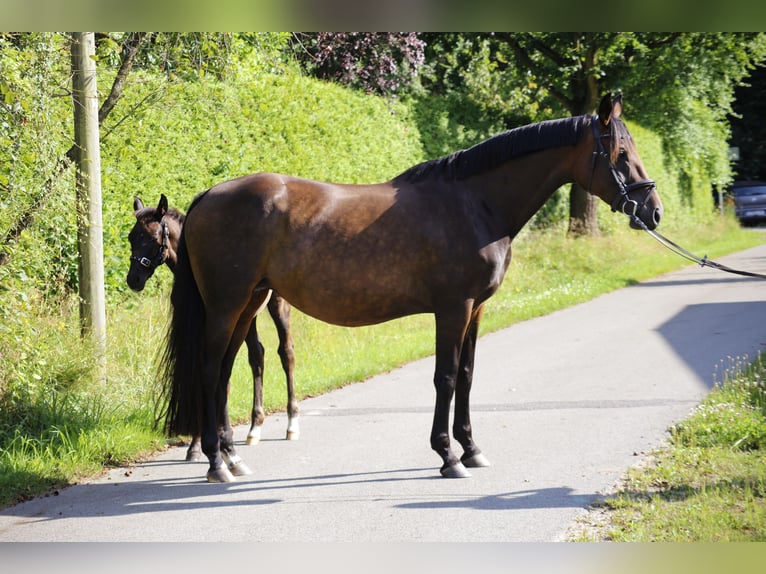 Hannover Giumenta 10 Anni 170 cm Baio in Weitendorf