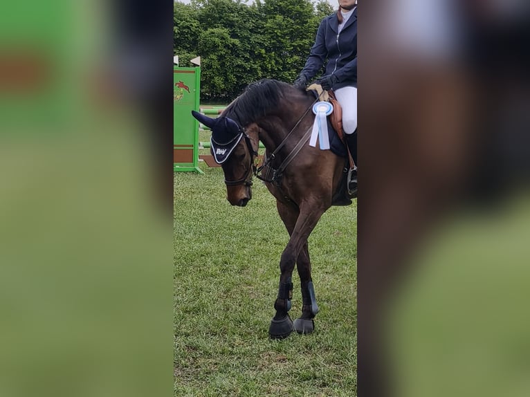 Hannover Giumenta 10 Anni 170 cm Baio in Werlte