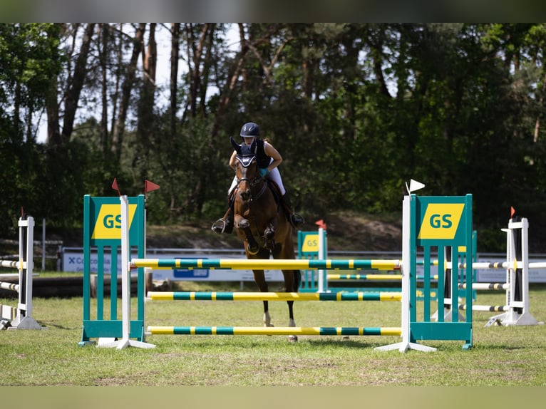 Hannover Giumenta 10 Anni 170 cm Baio in Werlte