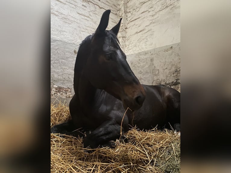 Hannover Giumenta 10 Anni 170 cm Baio nero in Aerzen