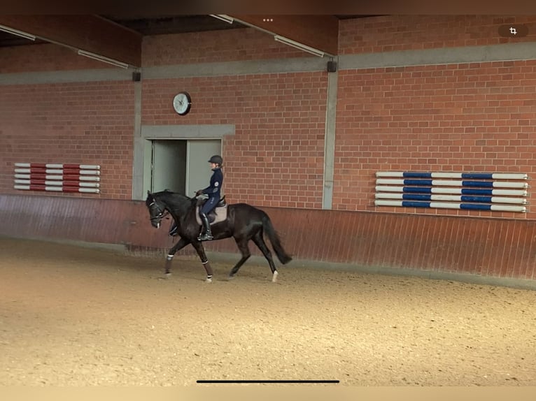 Hannover Giumenta 10 Anni 170 cm Baio nero in Gro&#xDF;enl&#xFC;der
