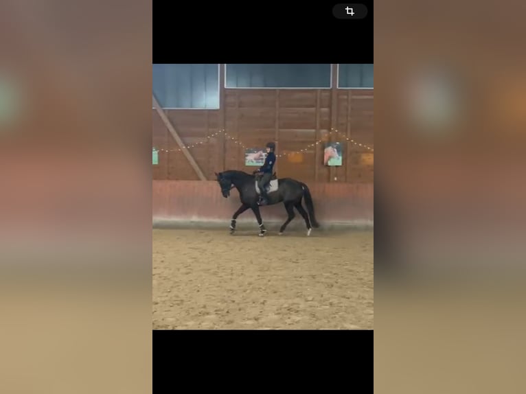 Hannover Giumenta 10 Anni 170 cm Baio nero in Gro&#xDF;enl&#xFC;der