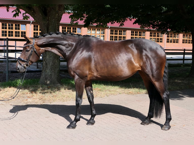 Hannover Giumenta 10 Anni 170 cm Baio scuro in Cloppenburg