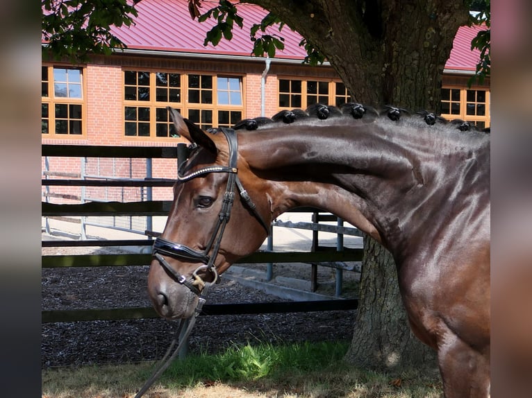 Hannover Giumenta 10 Anni 170 cm Baio scuro in Cloppenburg