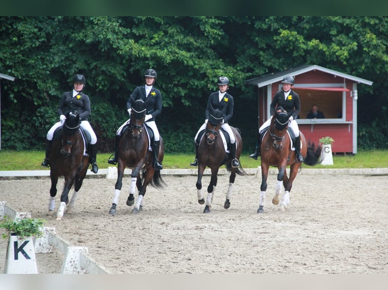 Hannover Giumenta 10 Anni 170 cm Baio scuro in Cloppenburg