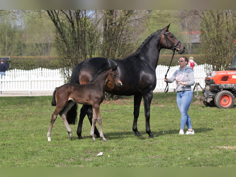 Hannover Giumenta 10 Anni 170 cm Baio scuro in Haltern am See