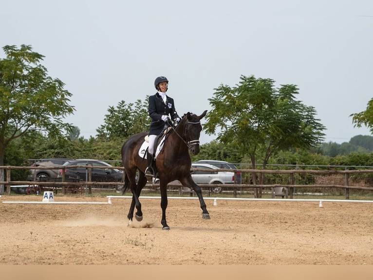 Hannover Giumenta 10 Anni 170 cm Baio scuro in Kavala