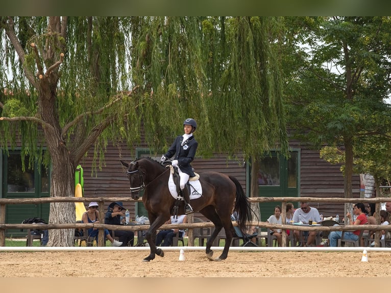 Hannover Giumenta 10 Anni 170 cm Baio scuro in Kavala