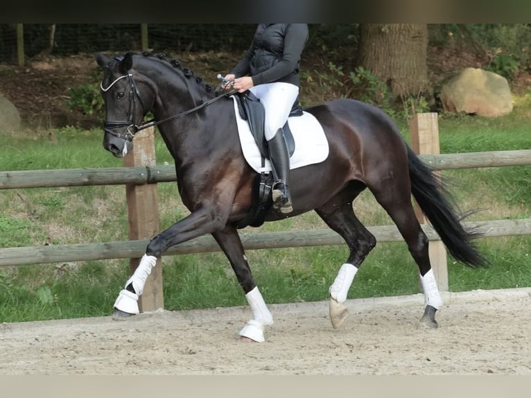 Hannover Giumenta 10 Anni 170 cm Morello in Ibbenbüren