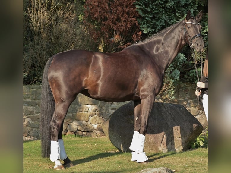 Hannover Giumenta 10 Anni 170 cm Morello in Ibbenbüren