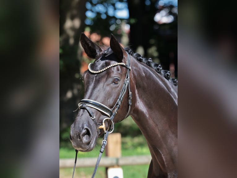 Hannover Giumenta 10 Anni 170 cm Morello in Ibbenb&#xFC;ren