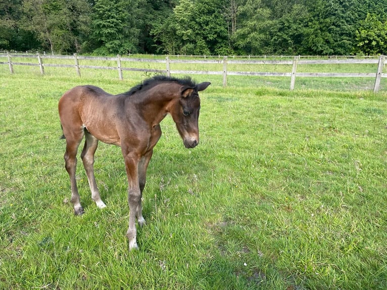 Hannover Giumenta 10 Anni 170 cm Sauro in Minden