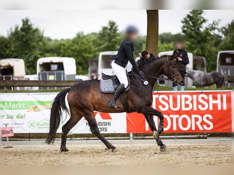 Hannover Giumenta 10 Anni 172 cm Baio scuro in Lüdinghausen