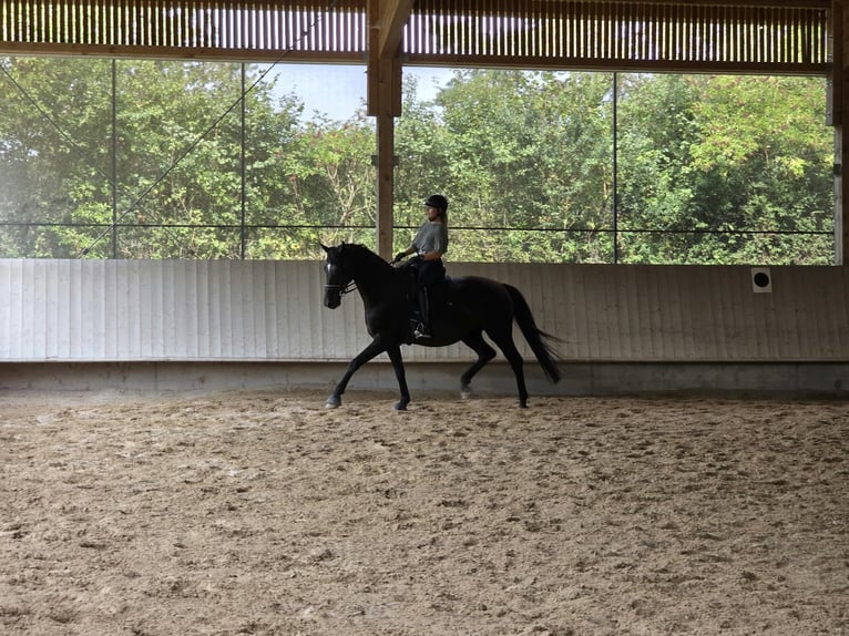 Hannover Giumenta 10 Anni 172 cm Morello in Sindelfingen