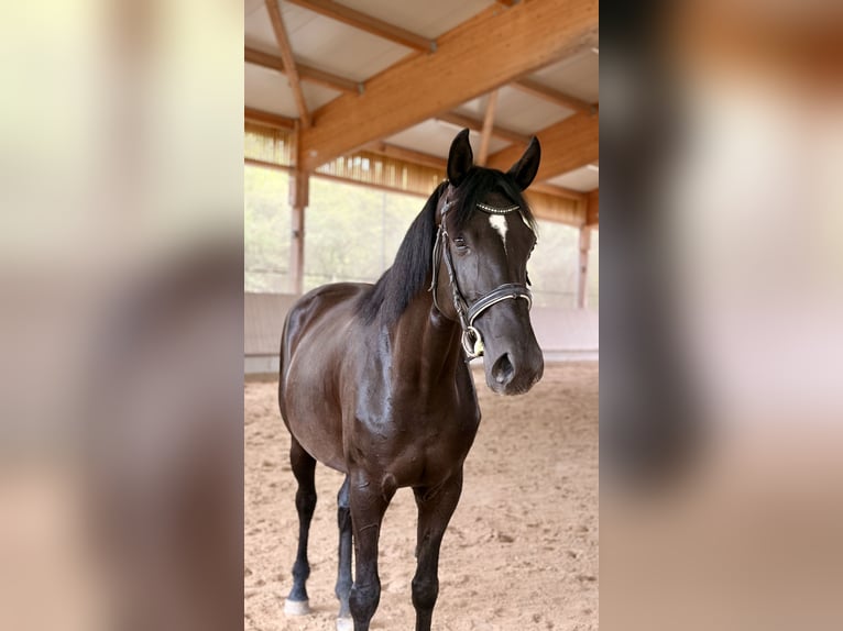 Hannover Giumenta 10 Anni 172 cm Morello in Sindelfingen