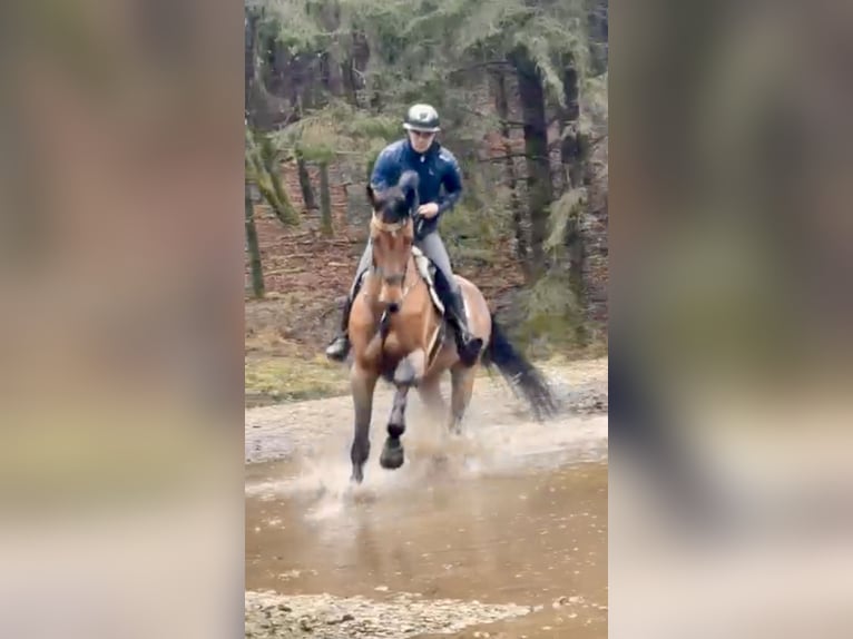 Hannover Giumenta 10 Anni 173 cm Baio in Altusried