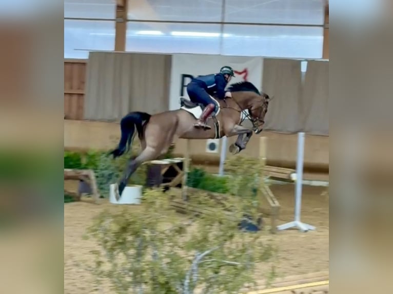 Hannover Giumenta 10 Anni 173 cm Baio in Altusried