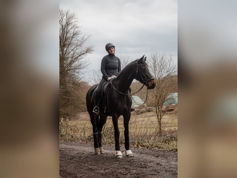 Hannover Giumenta 10 Anni 173 cm Baio scuro in Marburg