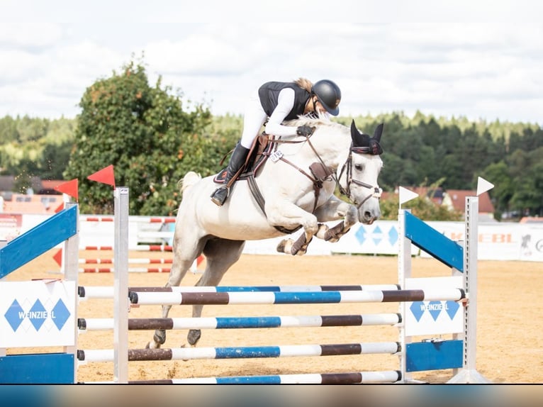 Hannover Giumenta 10 Anni 174 cm Grigio in Bayreuth