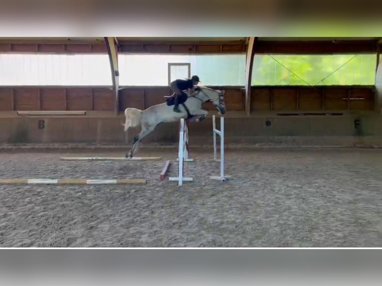 Hannover Giumenta 10 Anni 174 cm Grigio in Bayreuth