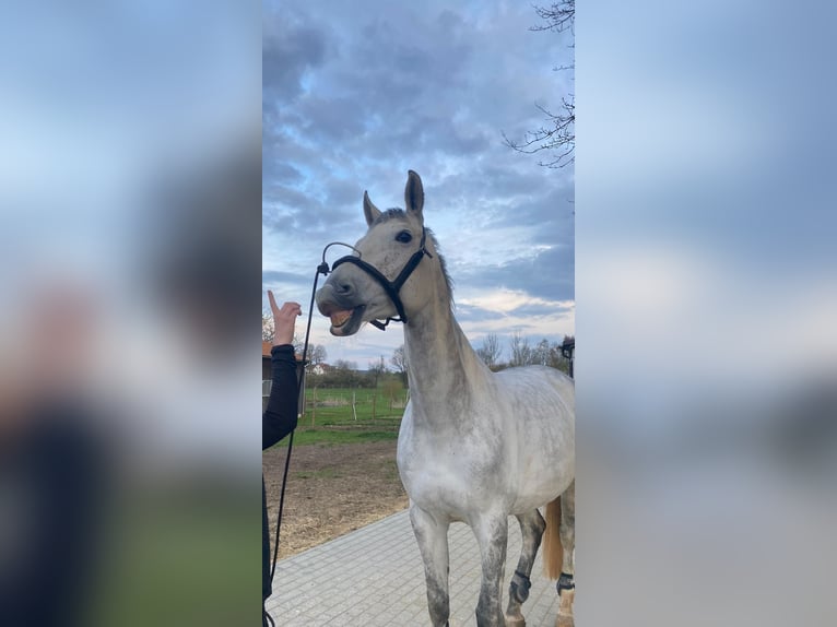 Hannover Giumenta 10 Anni 174 cm Grigio in Bayreuth