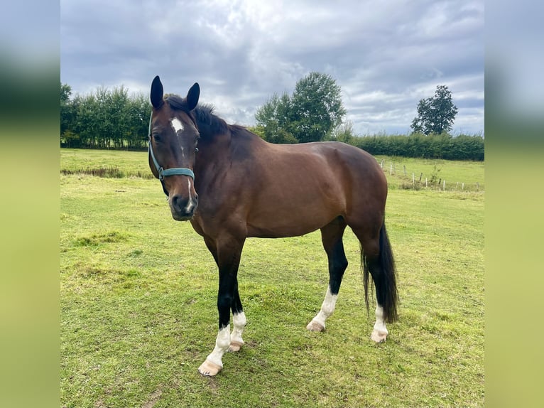 Hannover Giumenta 10 Anni 175 cm Baio scuro in AhrensburgAhrensburg