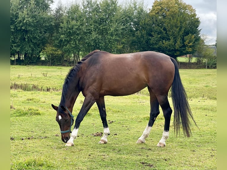 Hannover Giumenta 10 Anni 175 cm Baio scuro in Ahrensburg