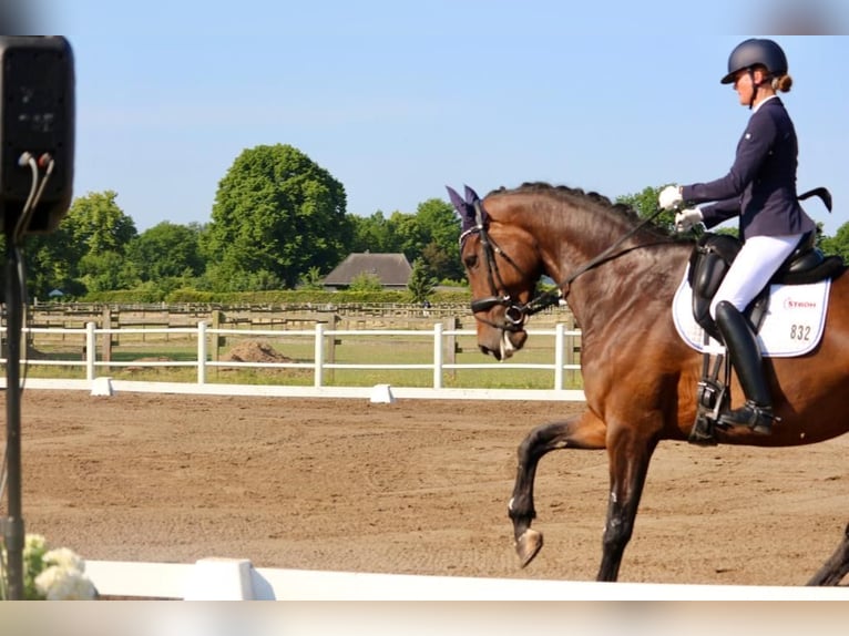 Hannover Giumenta 10 Anni 178 cm Baio scuro in Marschacht