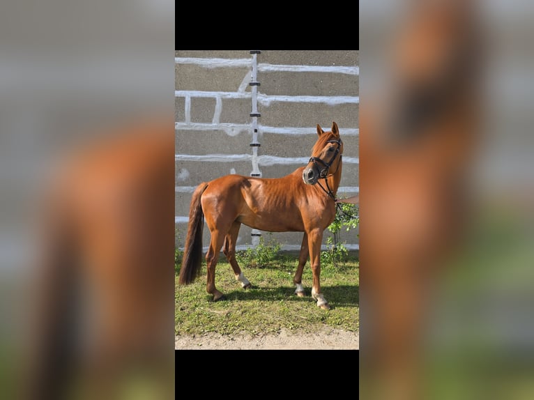 Hannover Giumenta 10 Anni Sauro in Mirow