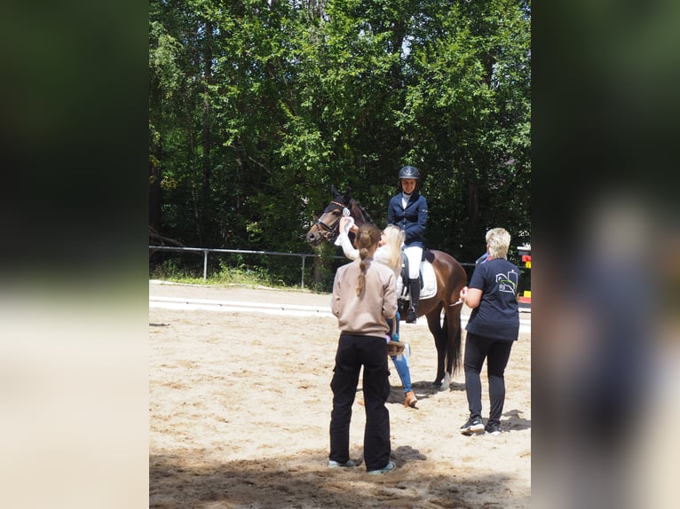 Hannover Giumenta 11 Anni 153 cm Baio in Thalmässing
