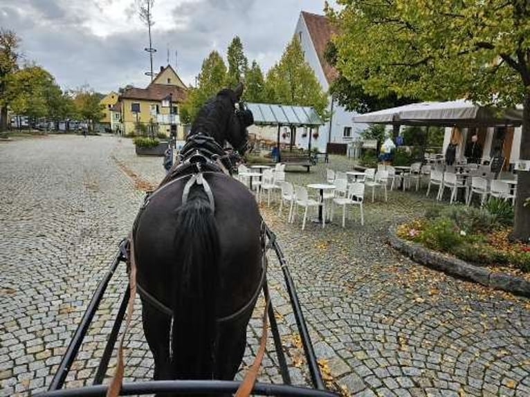 Hannover Giumenta 11 Anni 153 cm Baio in Thalmässing