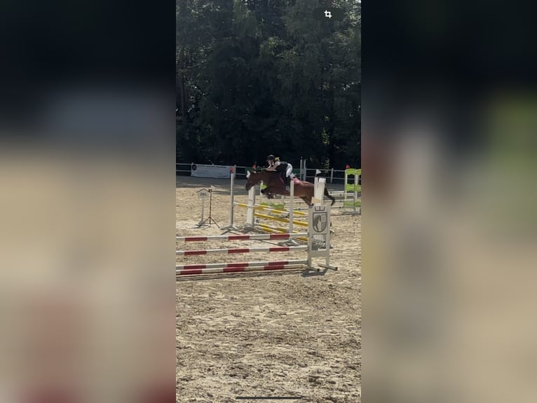 Hannover Giumenta 11 Anni 154 cm Baio in Merzig