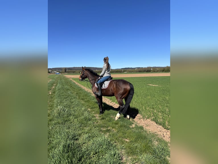 Hannover Giumenta 11 Anni 154 cm Baio in Merzig