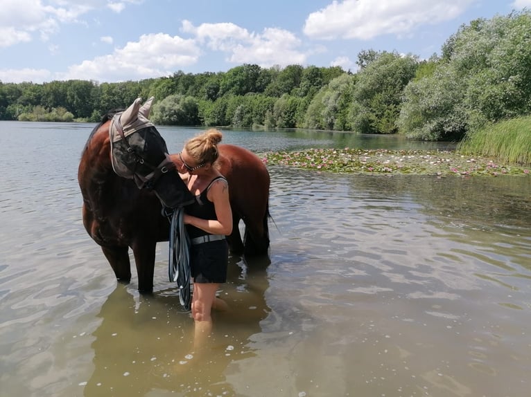 Hannover Mix Giumenta 11 Anni 155 cm Baio in Brandis